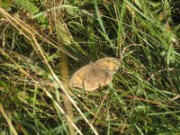 Meadow Brown butterfly rests